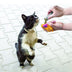 KONG Catnip Refillable Tube 3pk - Superpet Limited