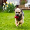 KONG Classic Medium - Superpet Limited