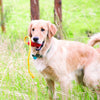 KONG Classic with Rope Medium - Superpet Limited