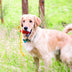 KONG Classic with Rope Medium - Superpet Limited