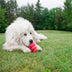 KONG Classic X-Large - Superpet Limited