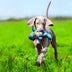 KONG Cross Knots Monkey Small/Medium - Superpet Limited