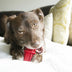 KONG Dental Stick Medium - Superpet Limited