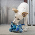 KONG Dragon Knots Medium/Large - Superpet Limited