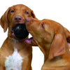 KONG Extreme Ball Medium/Large - Superpet Limited
