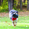 KONG Extreme Flyer Frisbee Large - Superpet Limited