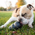 KONG Extreme Small - Superpet Limited