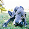 KONG Extreme XX-Large - Superpet Limited