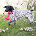 KONG Goodie Bone With Rope Medium - Superpet Limited