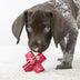 KONG Jump’N Jack Large - Superpet Limited