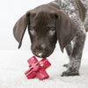 KONG Jump’N Jack Medium - Superpet Limited