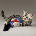 KONG Kickeroo Refillable - Superpet Limited