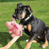 KONG Phatz Pig Medium - Superpet Limited