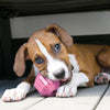 KONG Puppy Activity Ball Medium - Superpet Limited