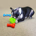 KONG Quest Star Pod Small - Superpet Limited