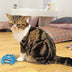 KONG Refillables Purrsonality Moody - Superpet Limited