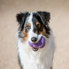 KONG Senior Large - Superpet Limited