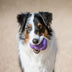 KONG Senior Large - Superpet Limited
