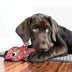 KONG Wubba Finz Pink Small - Superpet Limited