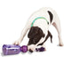 PetSafe Busy Buddy Tug-a-Jug (Medium/Large) - Superpet Limited