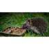 Superpet Super Premium Fox Badger And Hedgehog Food - Superpet Limited