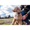 Sure Pet Care Animo Dog Activity & Behaviour Monitor - Superpet Limited