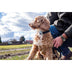 Sure Pet Care Animo Dog Activity & Behaviour Monitor - Superpet Limited