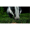 Superpet Super Premium Fox Badger And Hedgehog Food